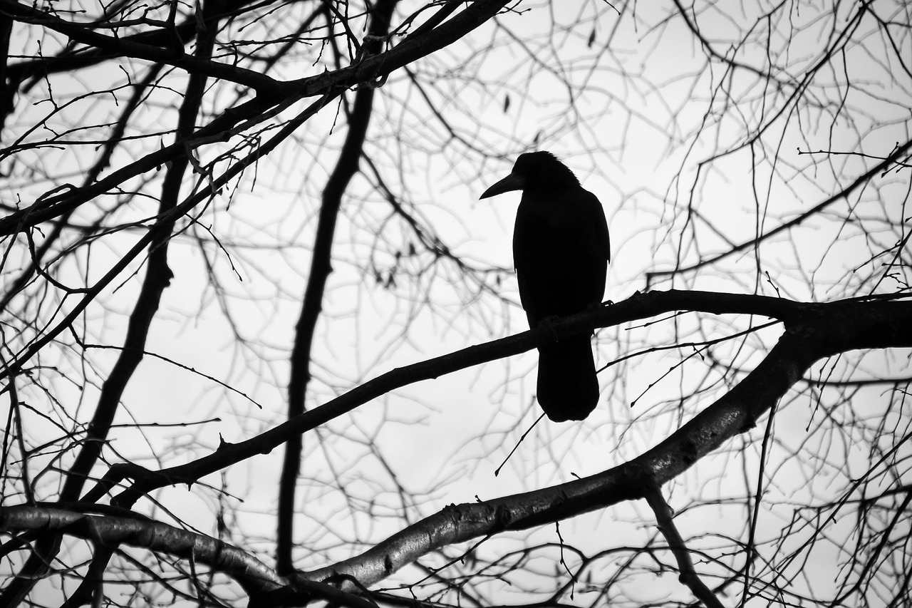 spirit animal -totem- crow- raven