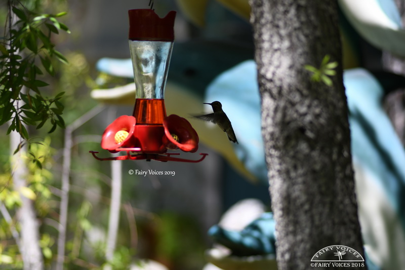 spirit animal totem hummingbird