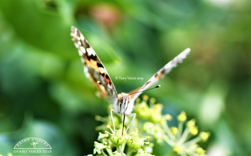discover butterfly meaning 