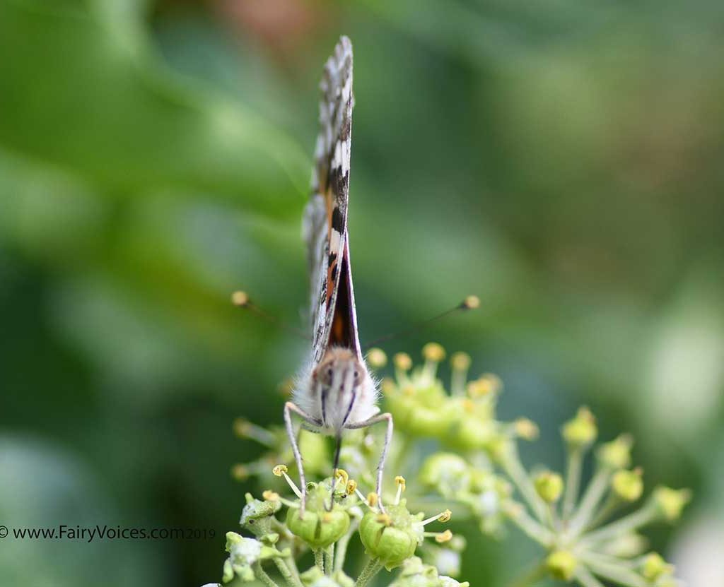 discover butterfly meaning 