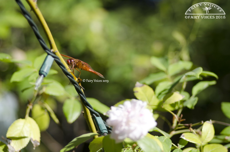 Afidouc, the Dragonfly Fairy, posing for Nazan Saatci in 2019