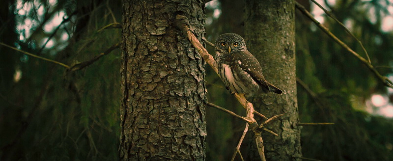 spirit animal totem owl