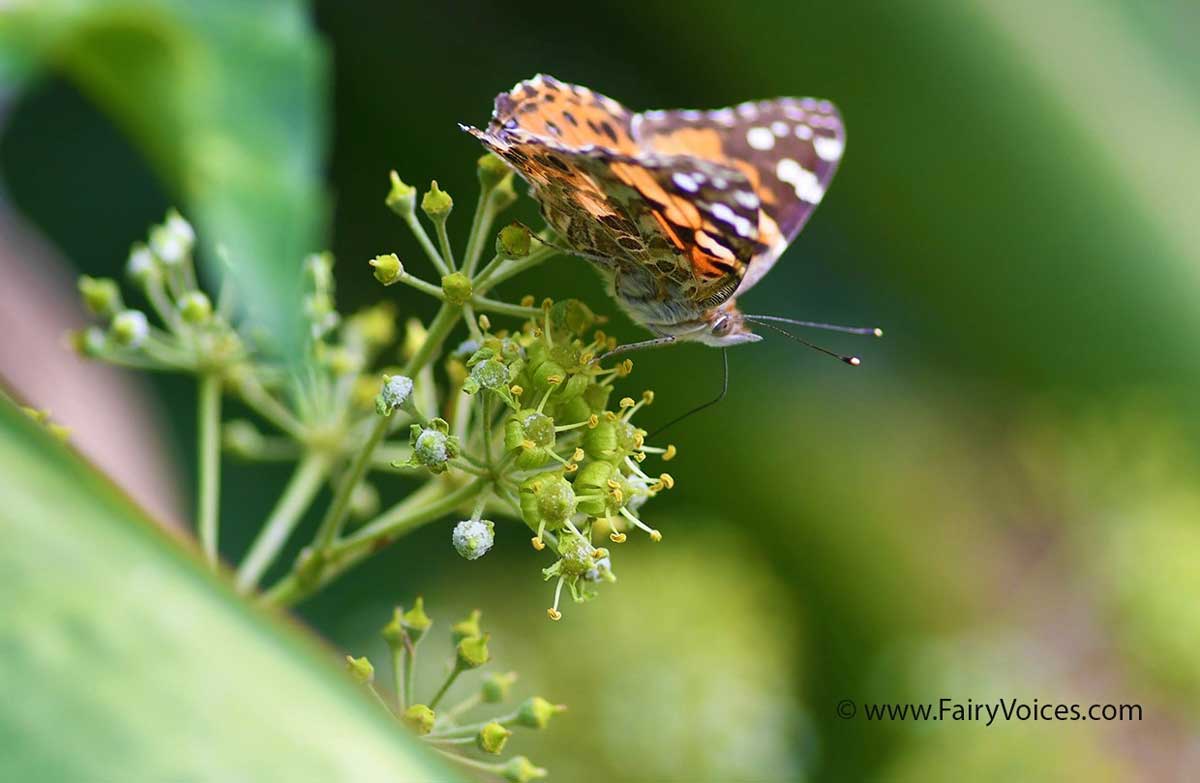 Learn All About Butterfly Meaning & Butterfly Sighting