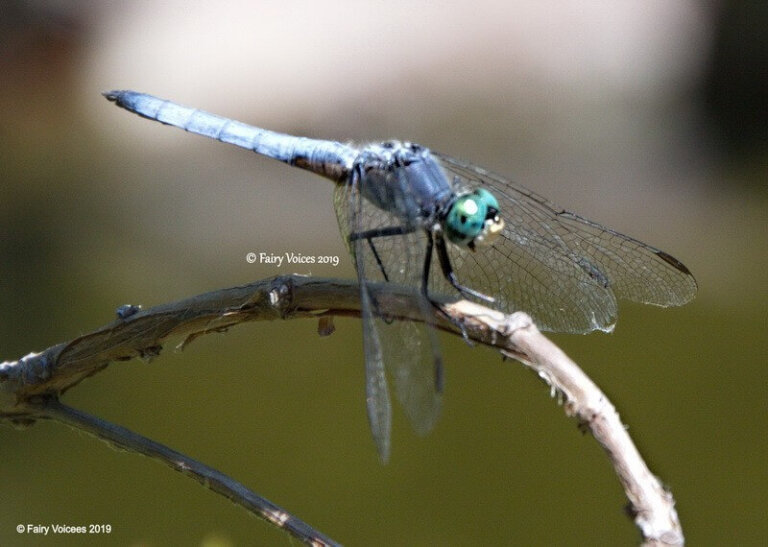 faerie realm dragonfly