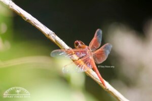 An orange color dragonfly sitting on a branch