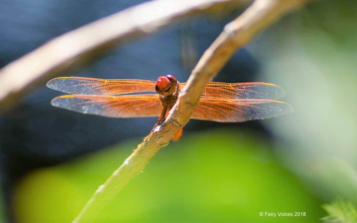 Fairy voices,The dragonfly fairy afidouc