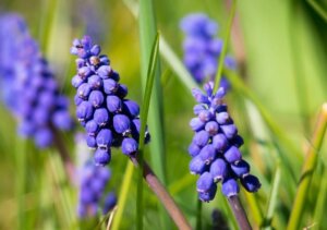 Some blue color muscari flower in branches