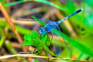 A blue color dragonfly sitting on a leaf of a tree