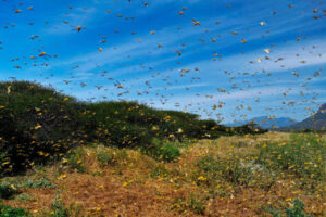 Locust plague in Africa